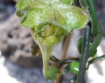 Parachute Plant/Umbrella Flowers-Ceropegia Sandersonii
