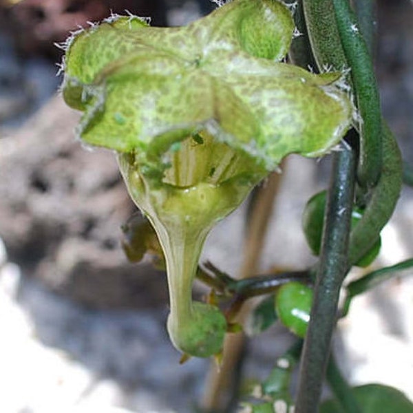 Parachute Plant/Umbrella Flowers-Ceropegia Sandersonii