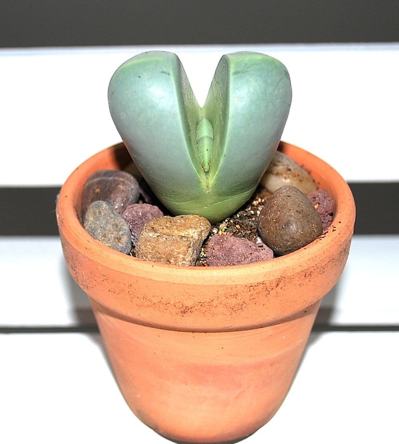 Lithop Argyroderma Living Stone Plant