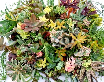 175 succulents cuttings with over 75 varieties