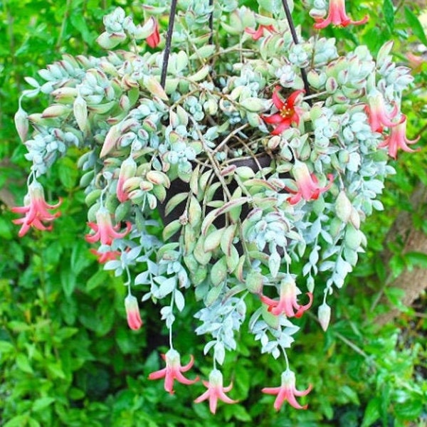 Cotyledon Pendens/Cliff Pendens