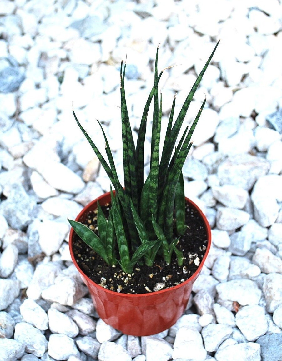 Sansevieria Cylindrica Fernwood 4 Inch Pot Etsy