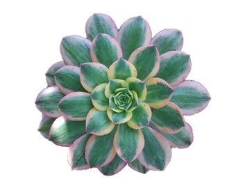 Beautiful Aeonium "Sunburst" Tricolor Succulent