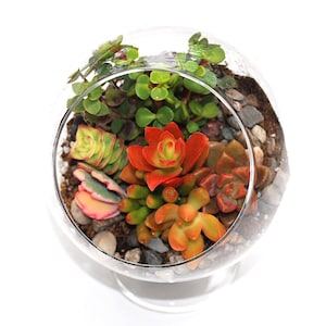 Succulents Terrarium Kit Glass Globe with Pedestal DIY image 1