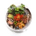 see more listings in the Terrarium section