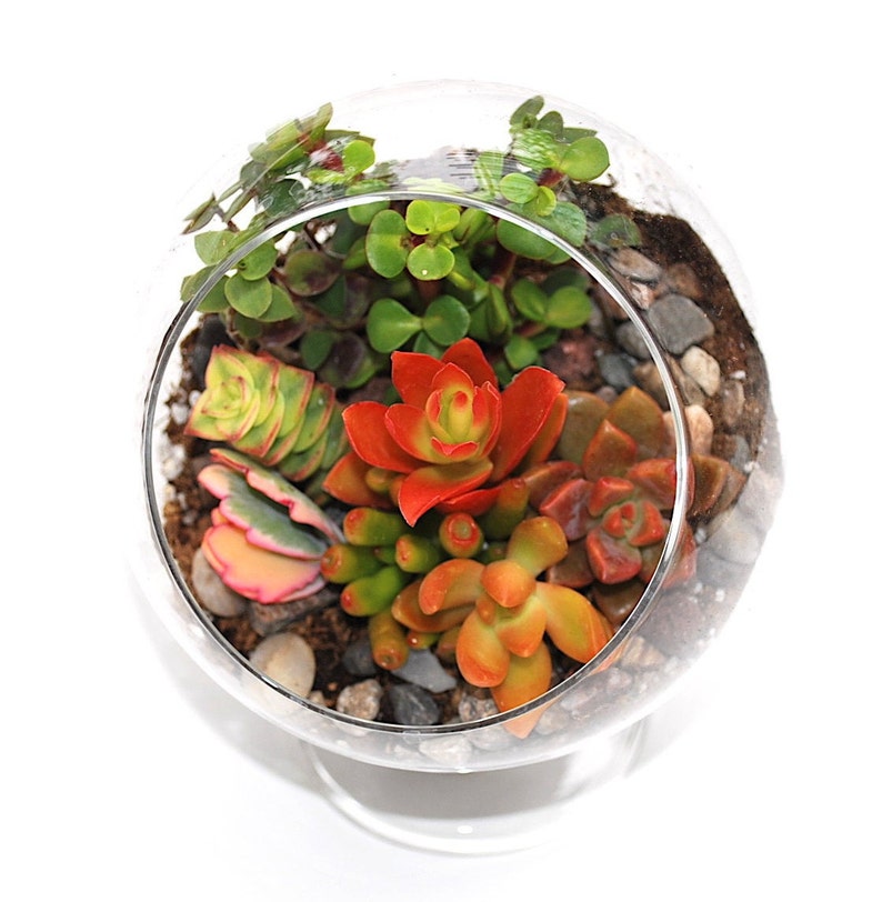 Succulents Terrarium Kit Glass Globe with Pedestal DIY 