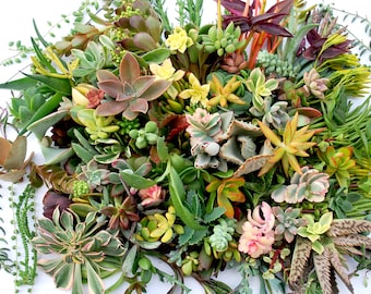 60 Succulent Cuttings Collection