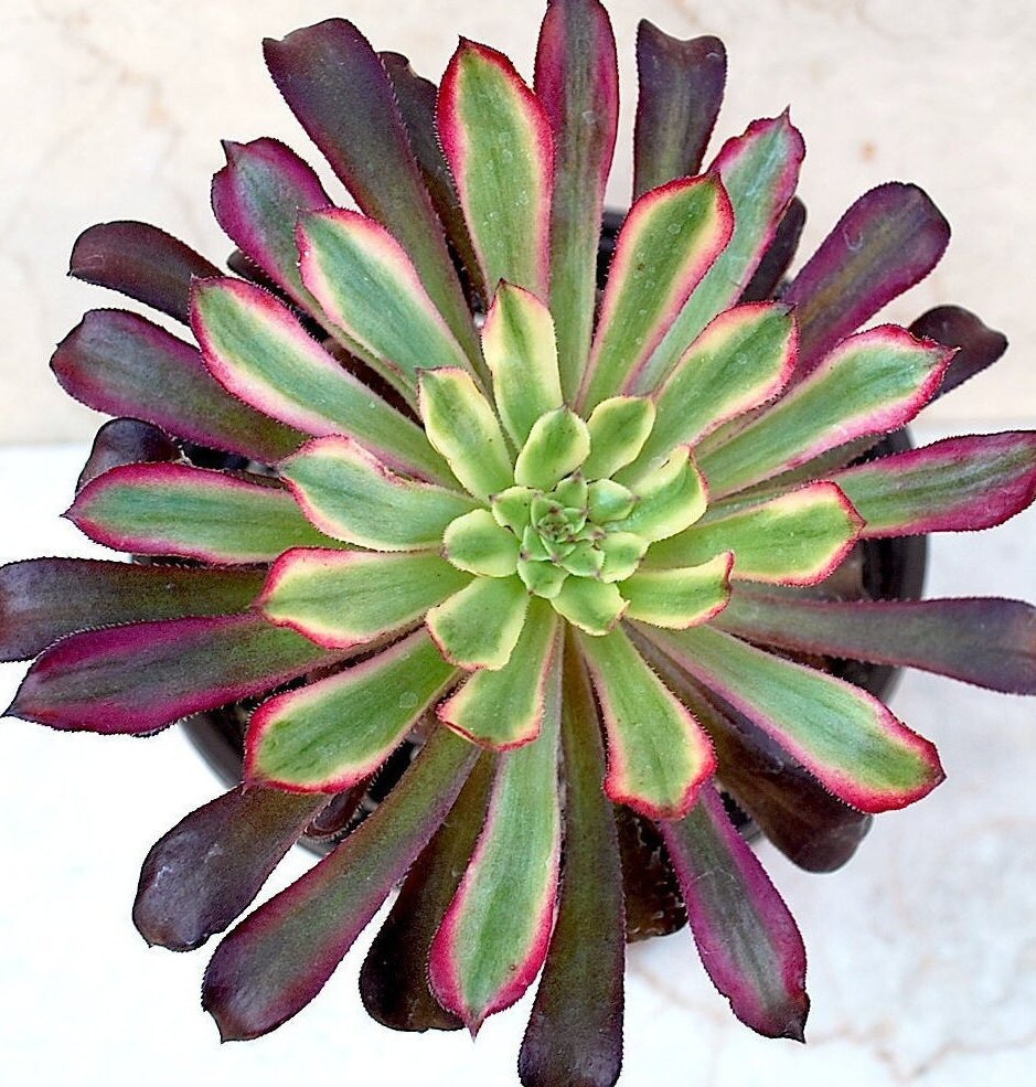 Aeonium Mardi Gras