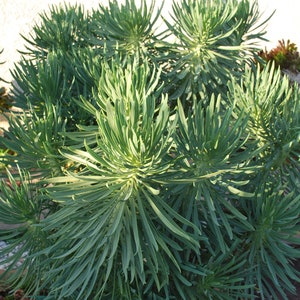 RARE Senecio Kleinia neriifolia image 1