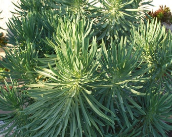 RARE Senecio (Kleinia neriifolia)