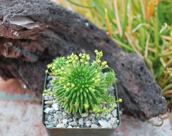 Exotic Euphorbia susannae Marloth - Suzanne’s Spurge Collector plant