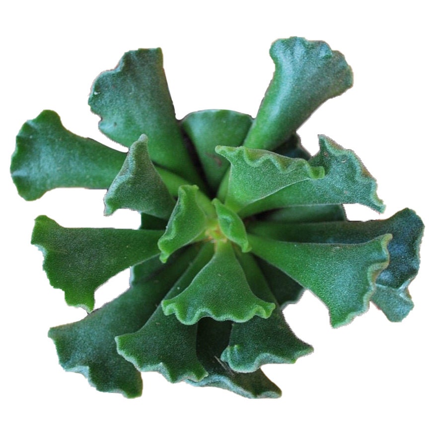 Key Lime Pie Adromischus Cristatus