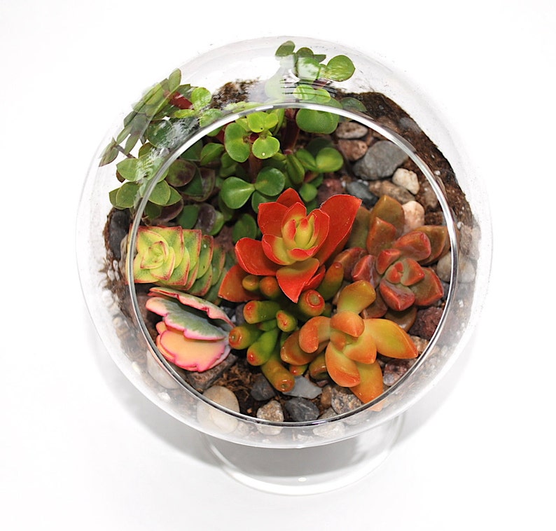 Succulents Terrarium Kit Glass Globe with Pedestal DIY image 2