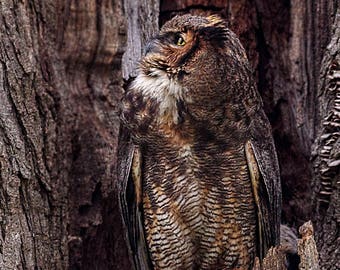 以下が含まれることがあります： 木の幹にとまっている茶色と灰色のフクロウ。フクロウの羽は逆立っていて、爪が見えている。