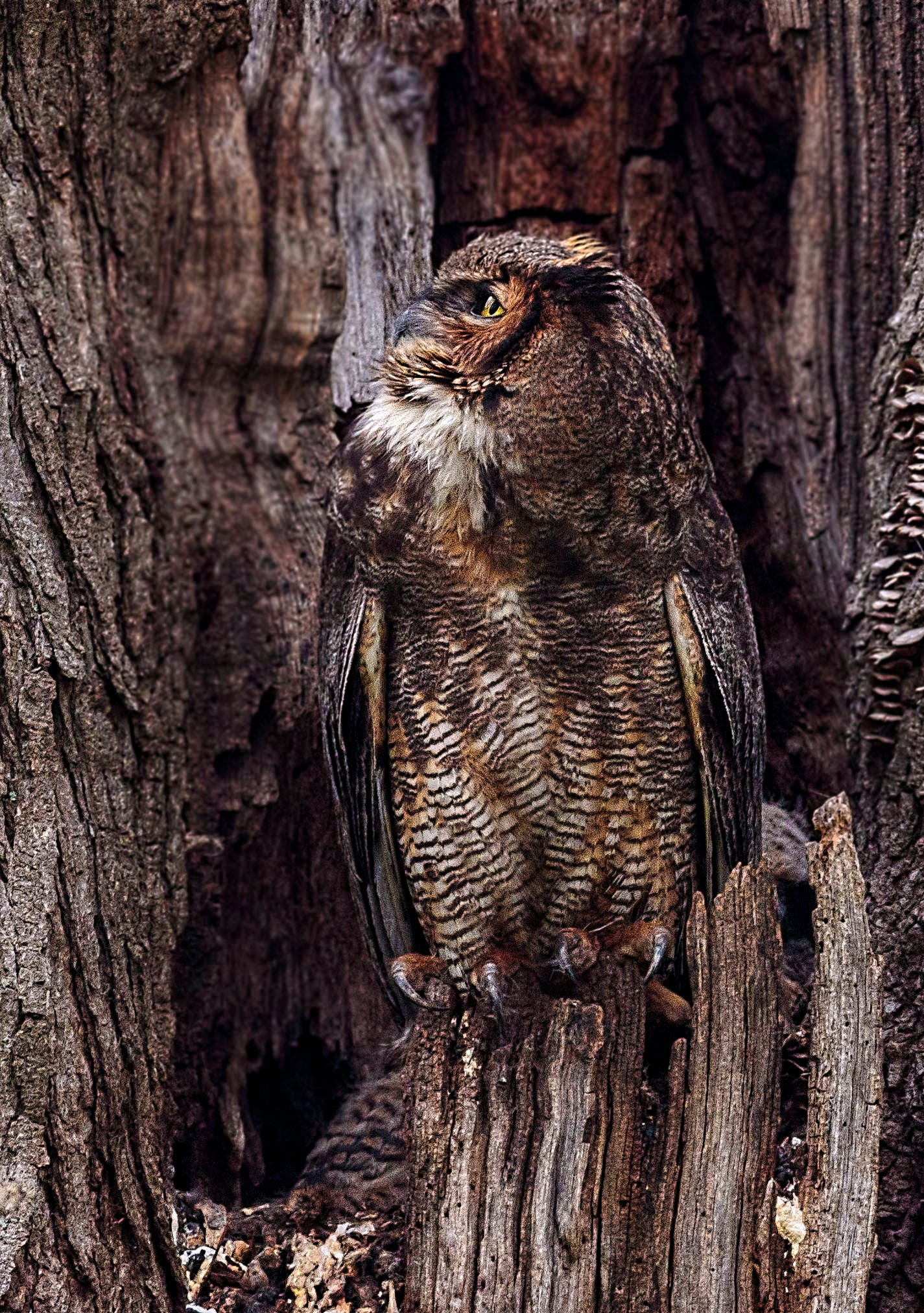 Original Great Horned Owl Photograph By S Nummer