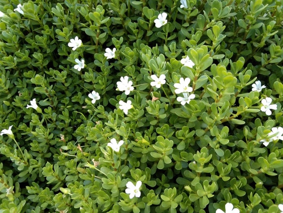 Brahmi Powder bacopa Monnieri Ayurvedic High Quality - Etsy Brahmi Powder bacopa Monnieri Ayurvedic High Quality - Etsy