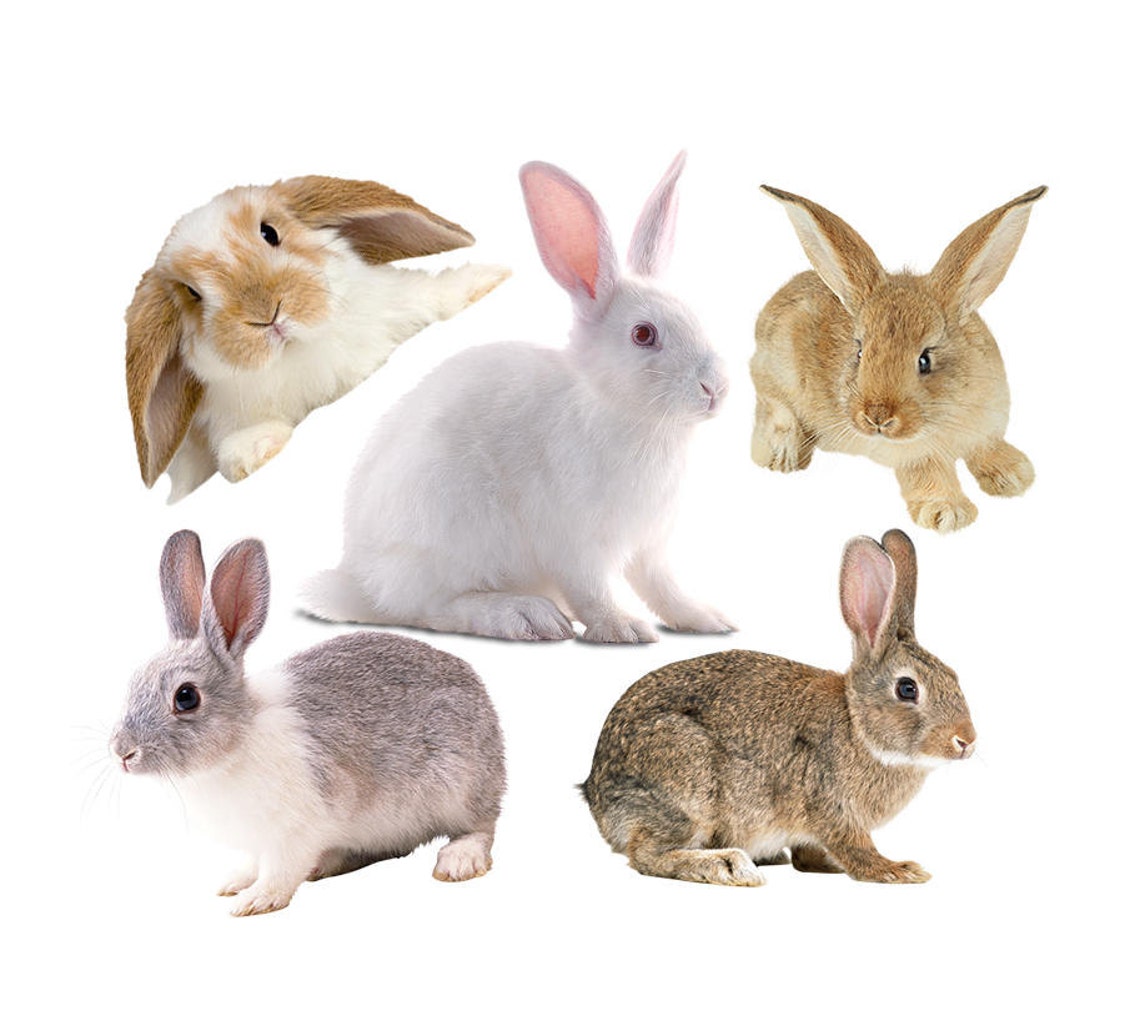 adobe photoshop cs6 white rabbit free download