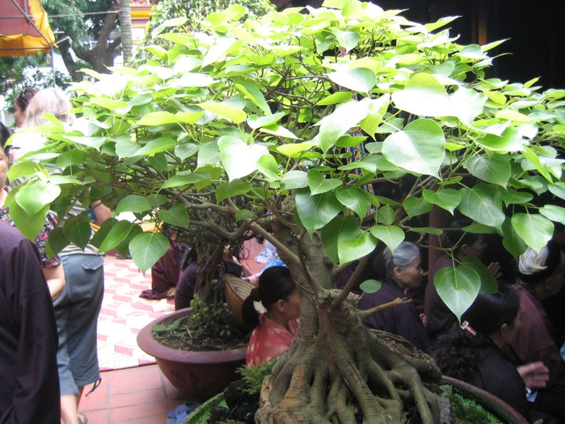 Bodhi Tree Seeds Sacred Fig Ficus religiosa Combine Shipping Buddha Bonsai Seeds Garden & Patio plastpath.com.br Bodhi Tree Seeds Sacred Fig Ficus religiosa Combine Shipping Buddha Bonsai Seeds Garden & Patio plastpath.com.br