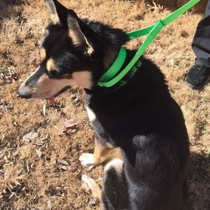 Martingale style all-in-one leash - 1 inch wide
