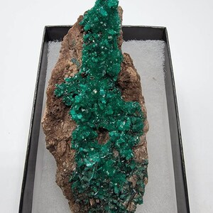 May include: A cluster of bright green crystals on a brown rock matrix. The crystals are arranged in a vertical formation, resembling a small tree. The rock is displayed in a black box with white padding.