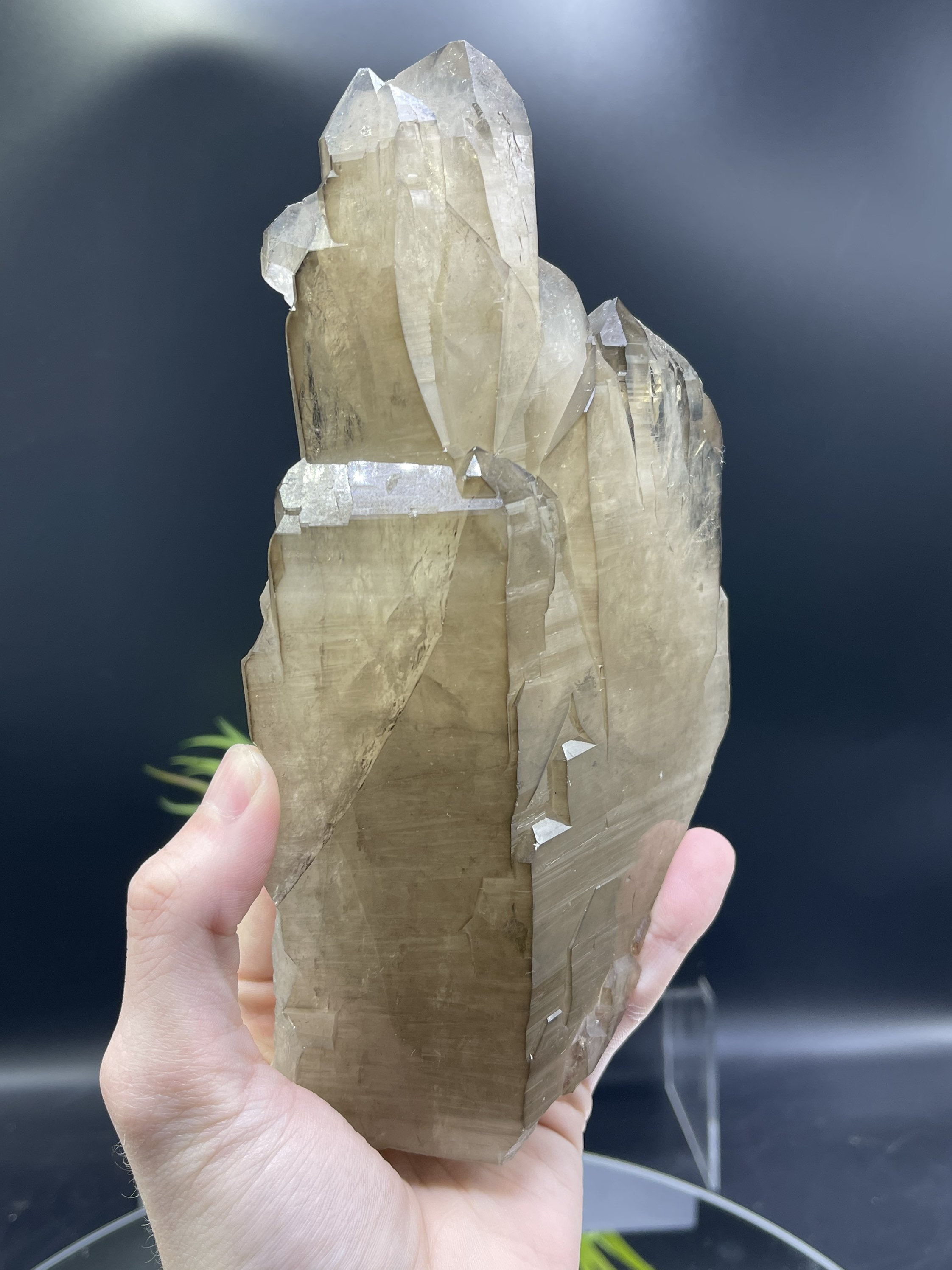 新発見！XL 8インチのカテドラルシトリン。ダメージがなく、完璧な