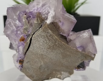 新発見！ コレクター御用達の 4.5 インチのエルムウッド フローライト