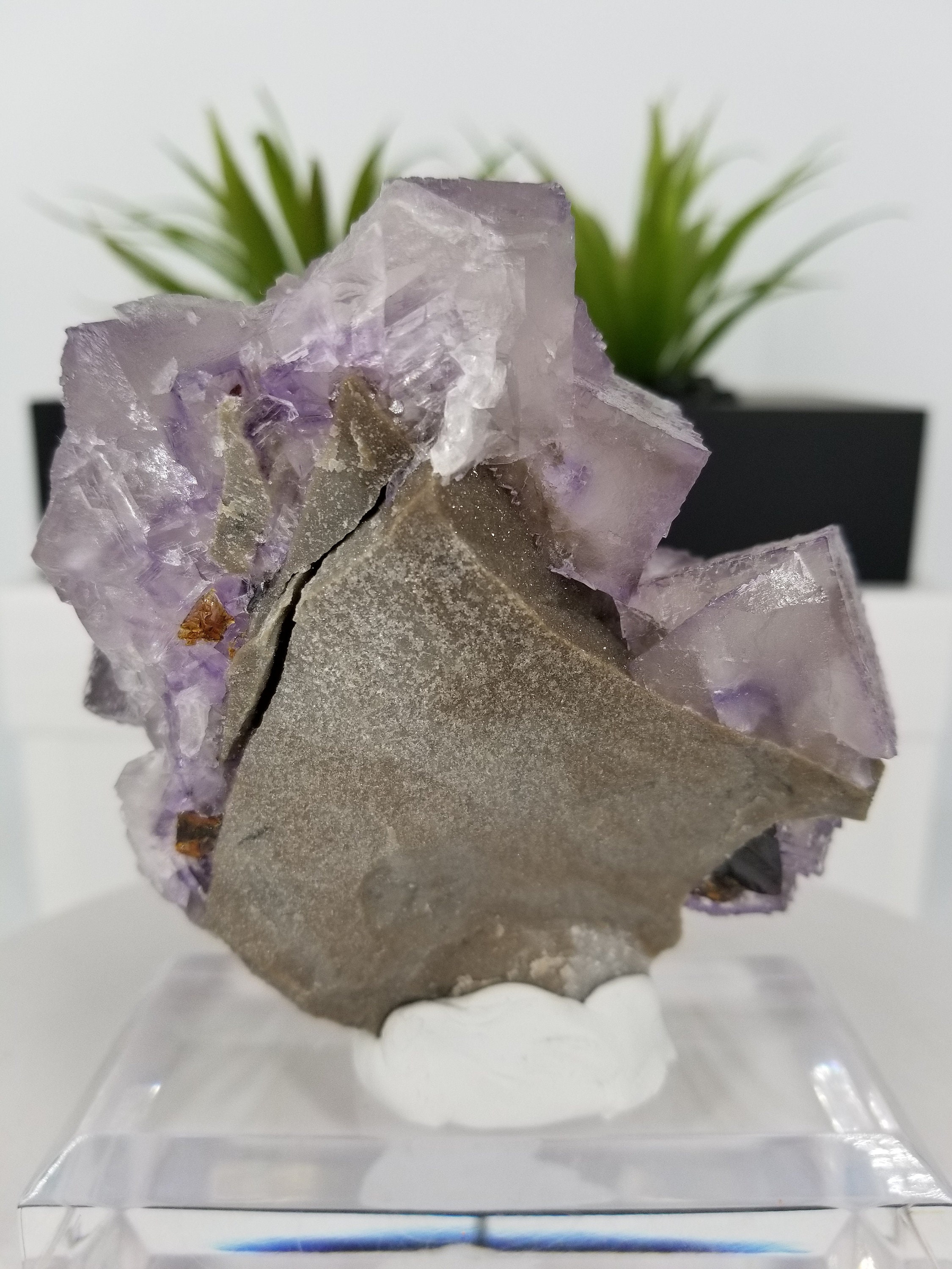 新発見！ コレクター御用達の 4.5 インチのエルムウッド フローライト