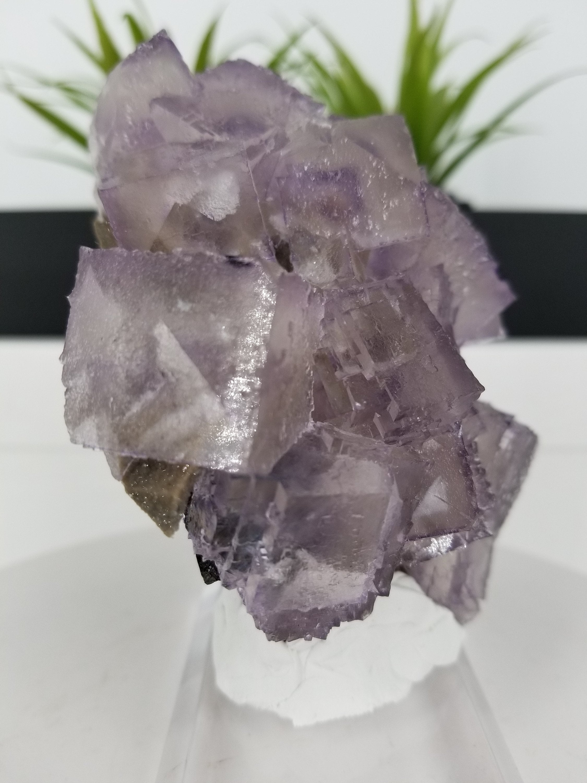 新発見！ コレクター御用達の 4.5 インチのエルムウッド フローライト