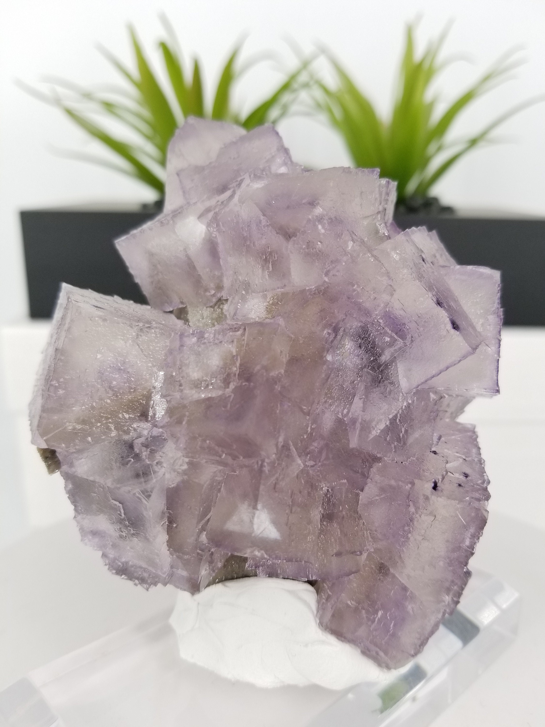 新発見！ コレクター御用達の 4.5 インチのエルムウッド フローライト