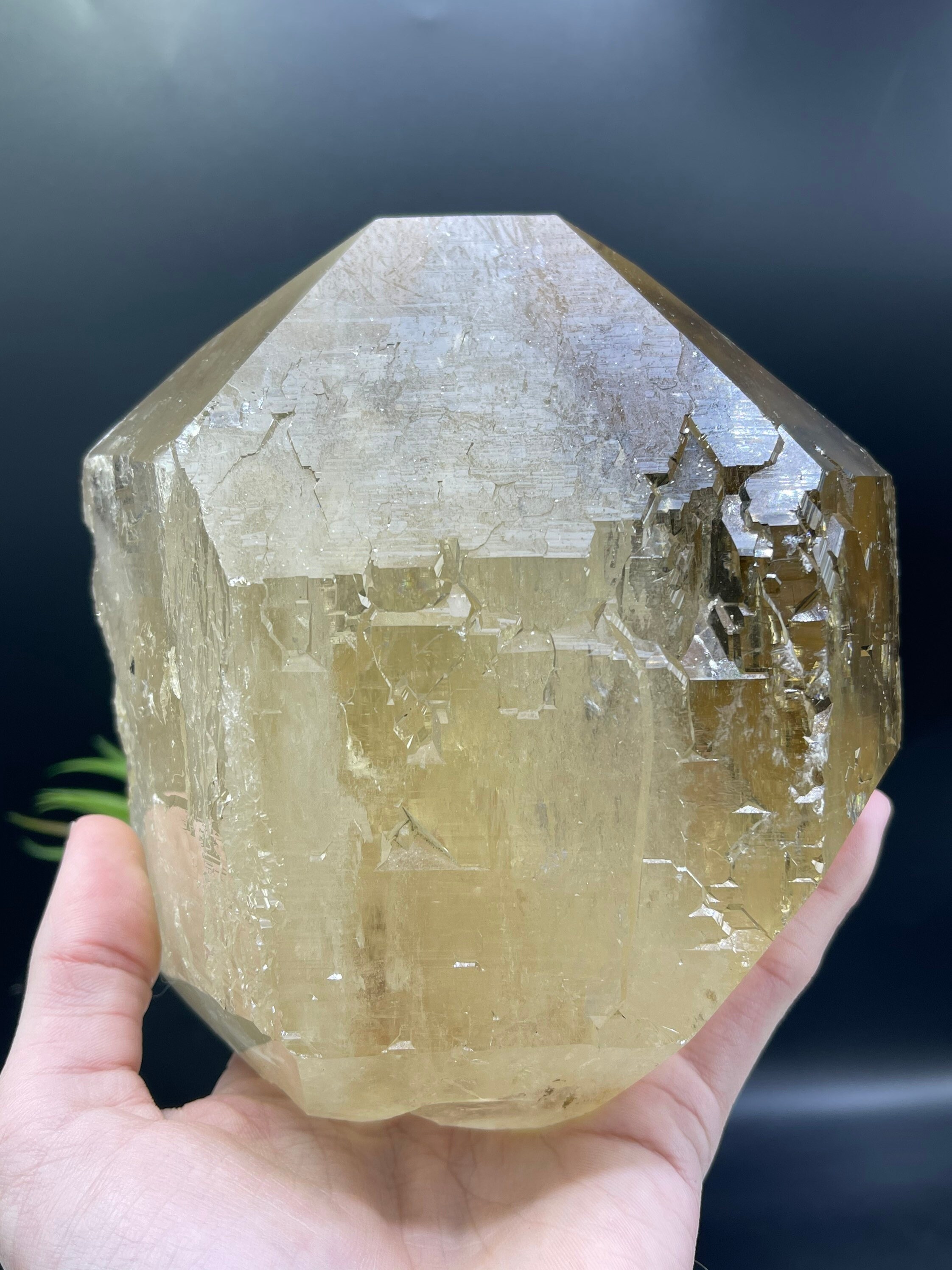 新発見！ 完璧な 4.5 インチのカテドラル シトリン。損傷がなく、完璧