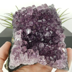 Nuevos hallazgos. Formación de racimo de roseta de amatista ahumada de calidad AA de 7&quot; con características épicas, Mina Las Torres. Artigas, Uruguay.