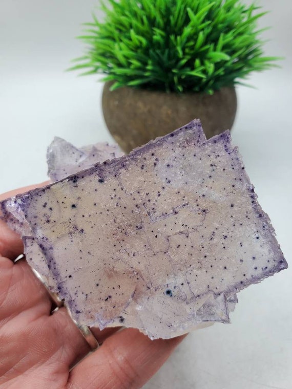 3/21 の見事な新発見! 希少な 3 インチのコレクター向けエルム