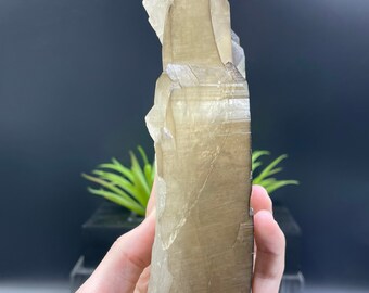 新発見！XL 8インチのカテドラルシトリン。ダメージがなく、完璧な