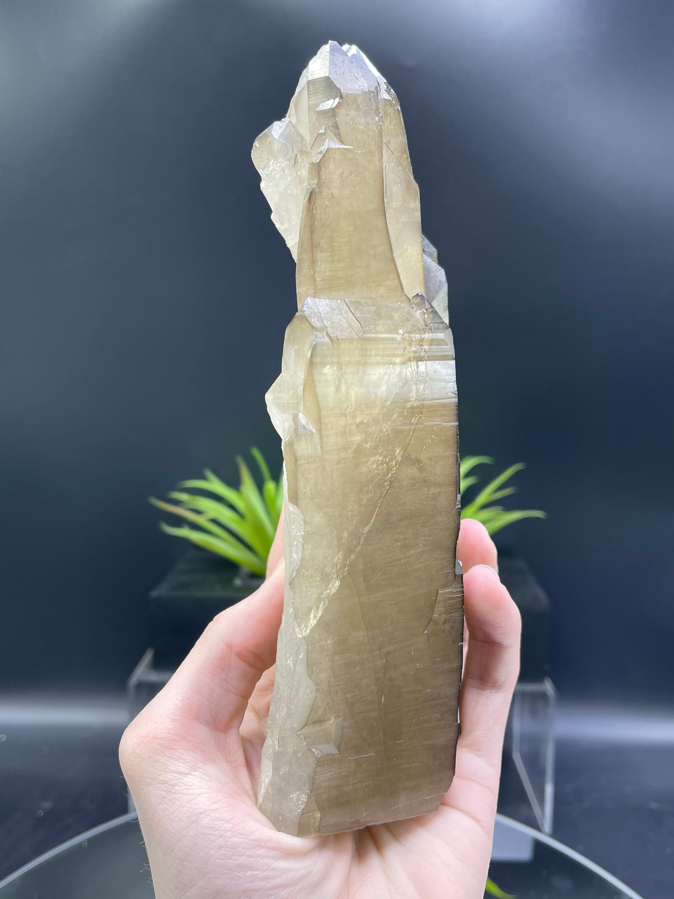 新発見！XL 8インチのカテドラルシトリン。ダメージがなく、完璧な