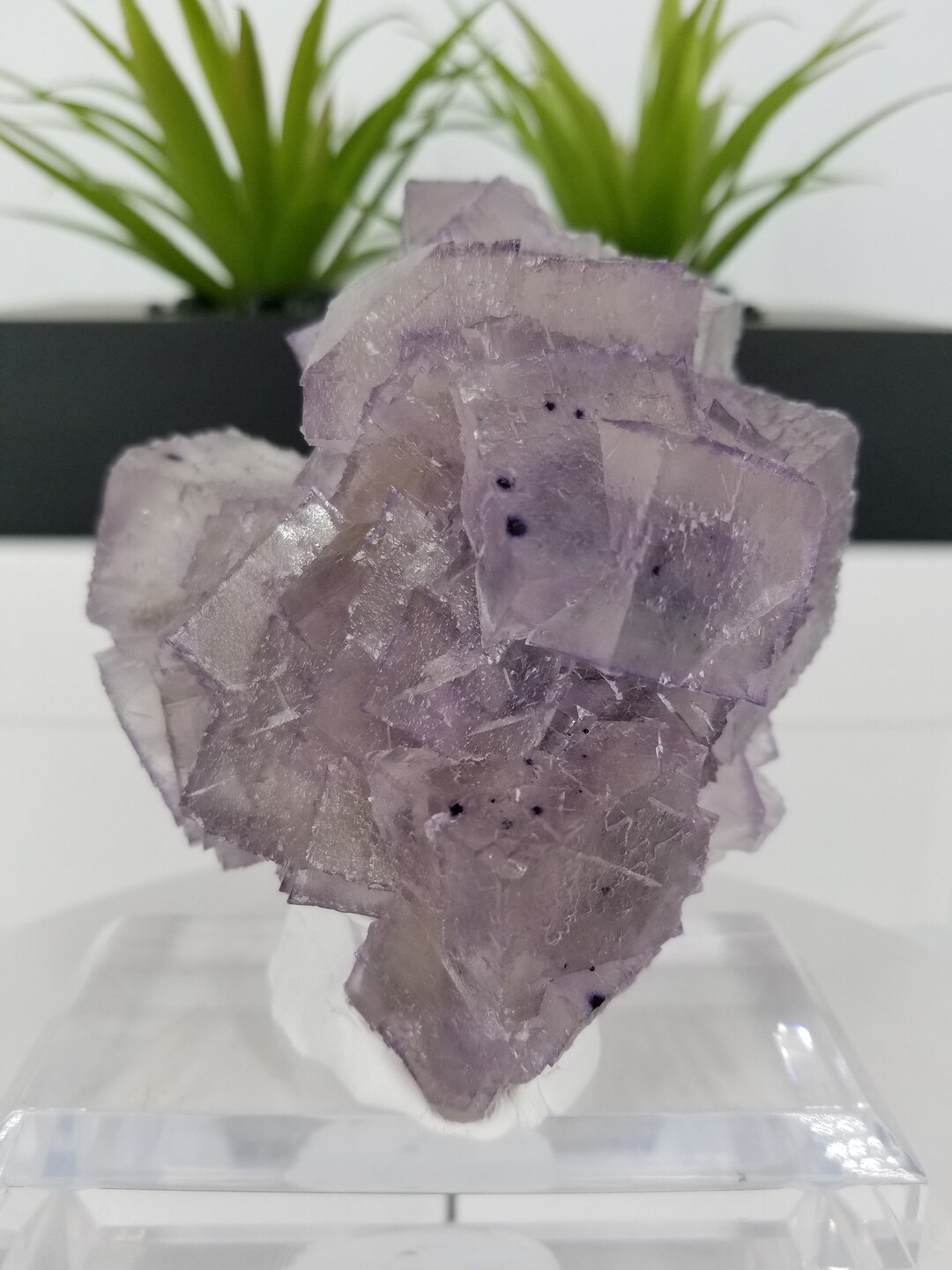 新発見！ コレクター御用達の 4.5 インチのエルムウッド フローライト