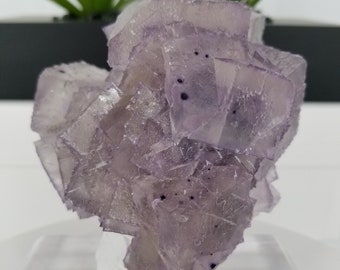 新発見！ コレクター御用達の 4.5 インチのエルムウッド フローライト