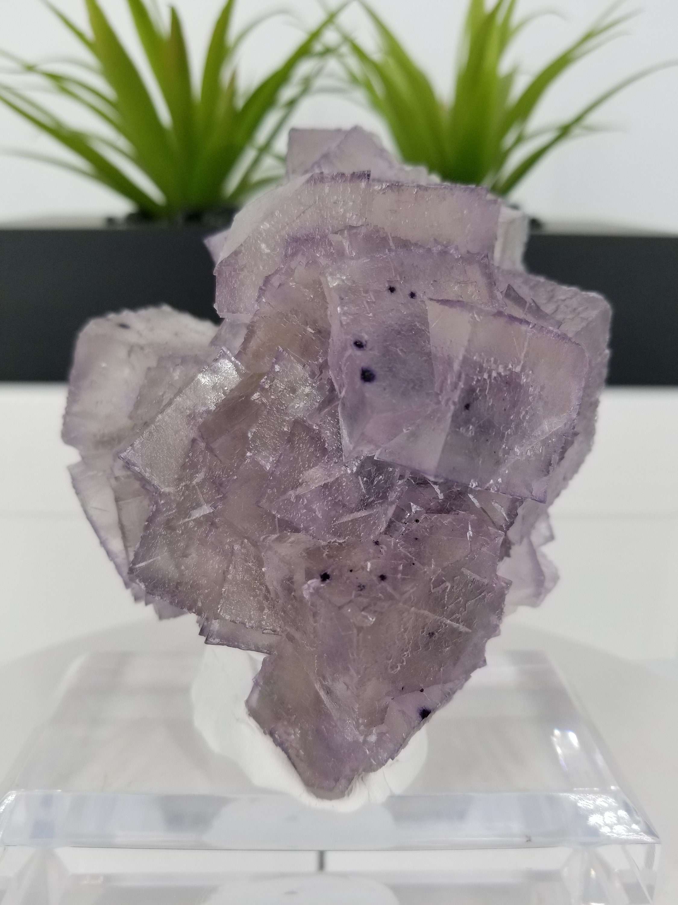 新発見！ コレクター御用達の 4.5 インチのエルムウッド フローライト