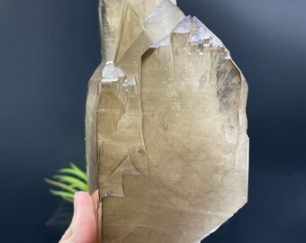 新発見！XL 8インチのカテドラルシトリン。ダメージがなく、完璧な