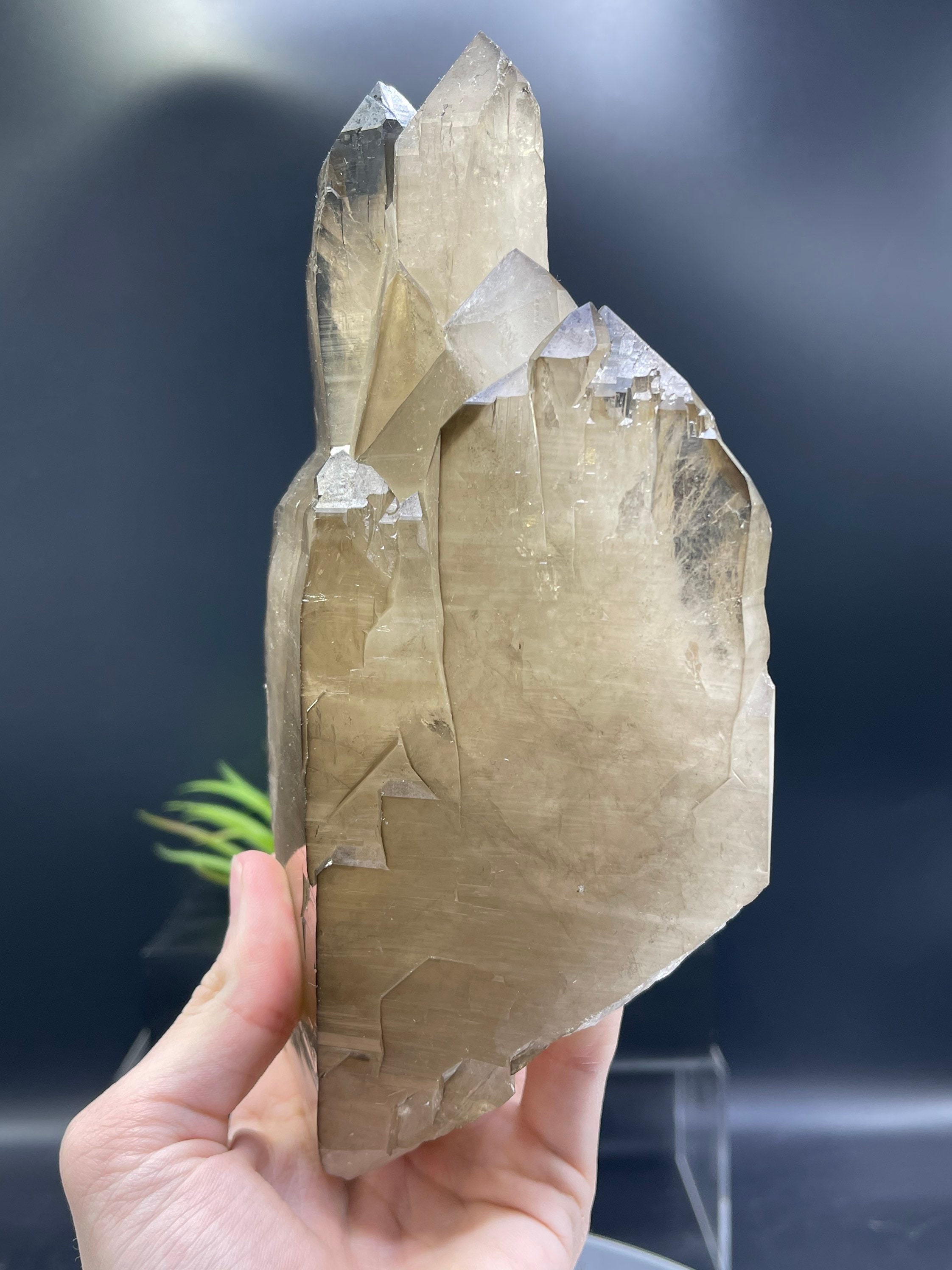 新発見！XL 8インチのカテドラルシトリン。ダメージがなく、完璧な