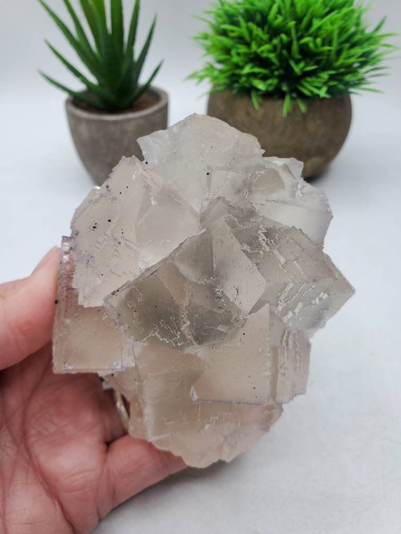 3/21 の見事な新発見! 希少な 3.5 インチのコレクター向けエルムウッド