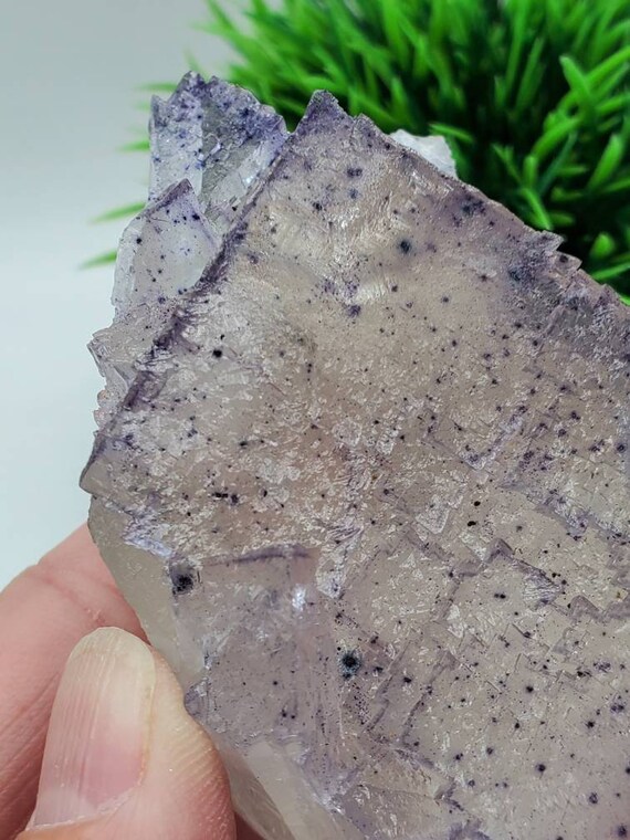 3/21 の見事な新発見! 希少な 3 インチのコレクター向けエルム