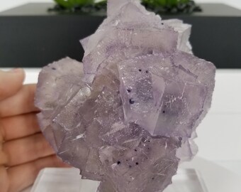 新発見！ コレクター御用達の 4.5 インチのエルムウッド フローライト