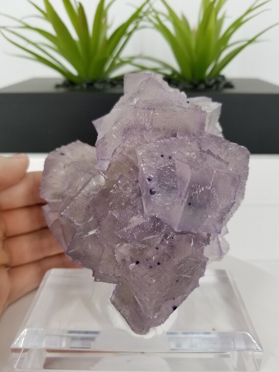 コレクターズアイテム】エルムウッドフローライト 新発見！ コレクター