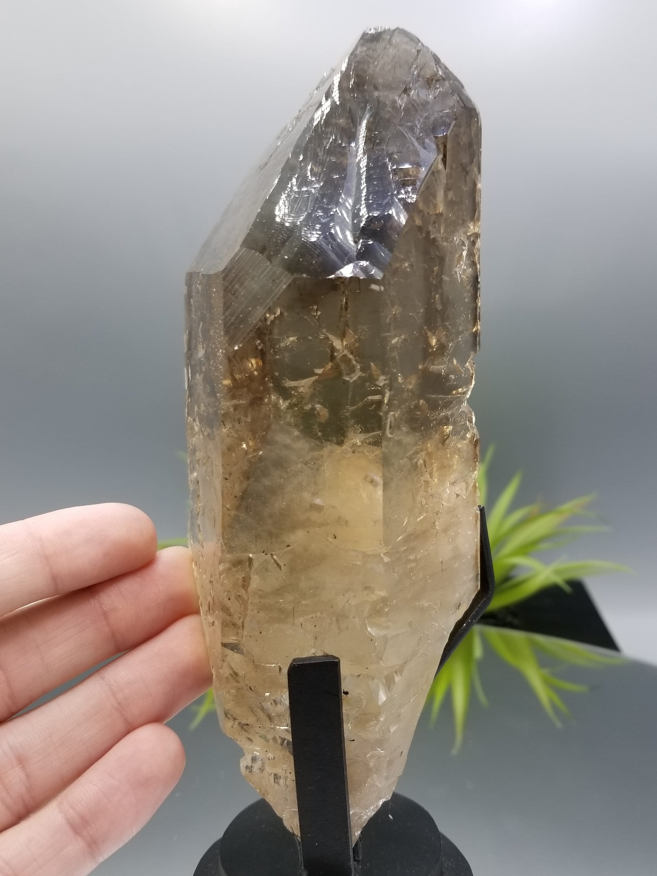 世界クラスの 7.5 インチ カテドラル シトリン。損傷がなく、非常に