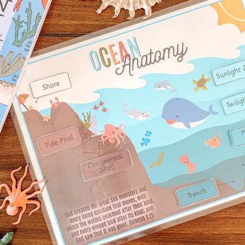 Ocean Anatomy Printable Ocean Zones Activity Ocean - Etsy Ocean Anatomy Printable Ocean Zones Activity Ocean - Etsy