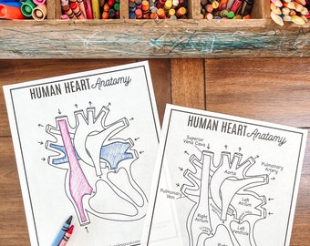 Human Heart Anatomy, Printable Coloring Pages, Human Body Unit Study Activity, Circulatory System, About Me Kids Science Lesson, Homeschool