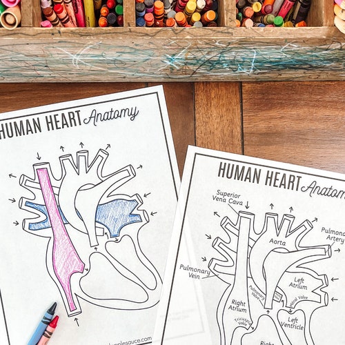 Buy Heart Anatomy Printable Activity Human Body Game About Me Online in ...