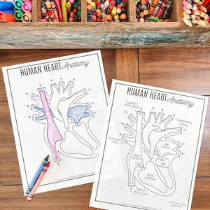 Human Heart Anatomy, Printable Coloring Pages, Human Body Unit Study Activity, Circulatory System, About Me Kids Science Lesson, Homeschool