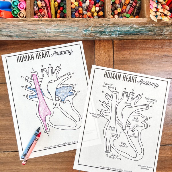 Human Heart Anatomy, Printable Coloring Pages, Human Body Unit Study Activity, Circulatory System, About Me Kids Science Lesson, Homeschool