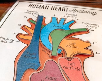 Heart Anatomy Printable Activity, Human Body Game, About Me, Heart Science Lesson, Homeschool Curriculum, Teaching Tool, Busy Binder Game